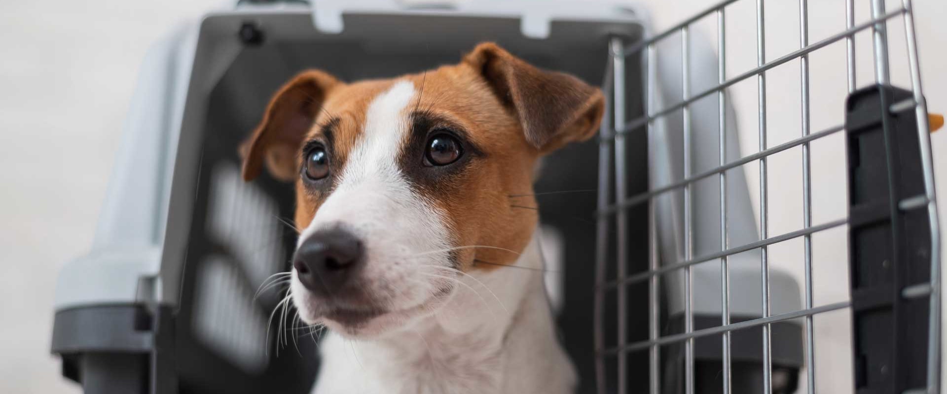 Transporting Pets or Vehicles: A Comprehensive Guide for International Relocation in Hong Kong