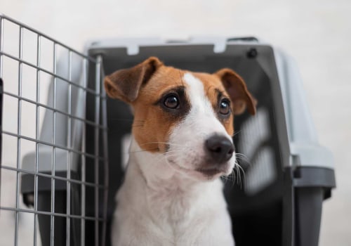 Transporting Pets or Vehicles: A Comprehensive Guide for International Relocation in Hong Kong